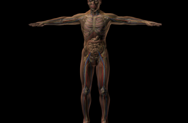Male Human Anatomy